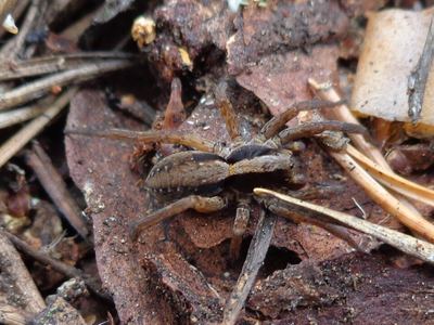 Spinyrib wolf spider