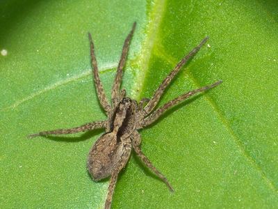Koch's wolf spider