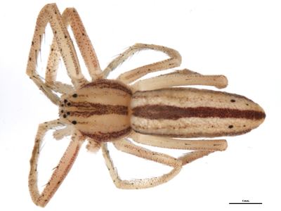 Grooved running crab spider