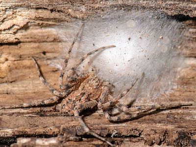 Thanatus coloradensis