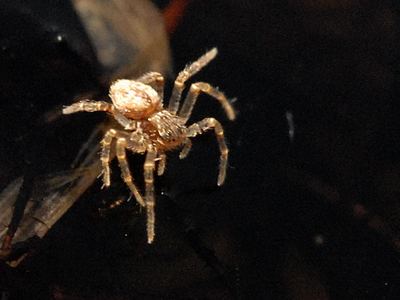 Five-striped spider