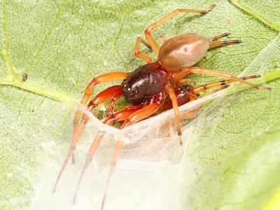 Broad-faced sac spider