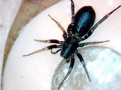 Long-palped ant-mimic sac spider