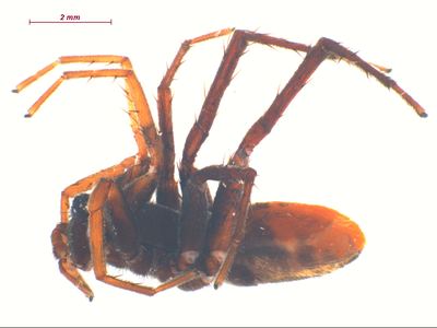 Castianeira walsinghami