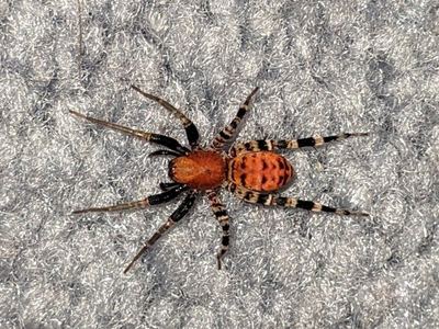 Orange ant-mimic sac spider