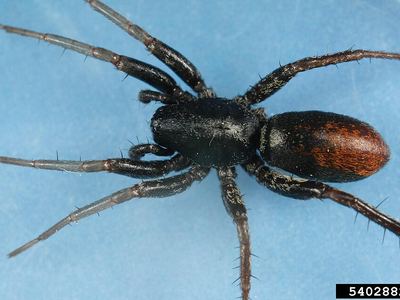 Red-spotted ant mimic sac spider