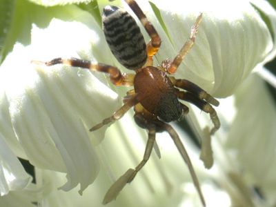 Variegated ant-mimic sac spider