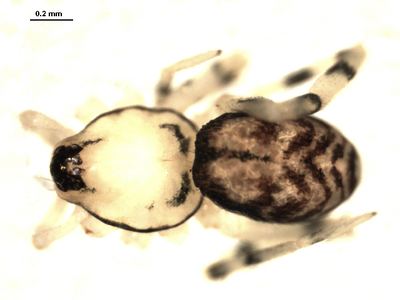 Phrurotimpus alarius