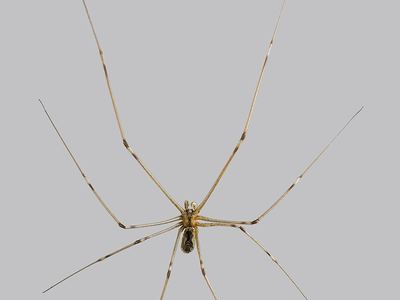 Marbled cellar spider