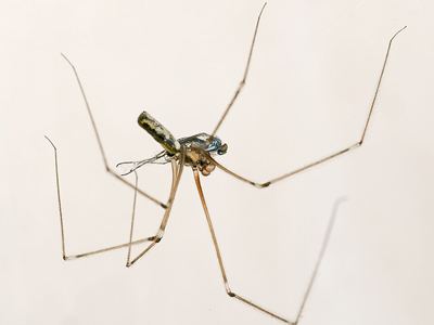 Longbodied cellar spider