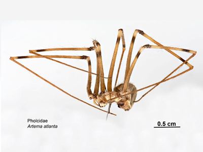 Giant daddy-long-legs spider