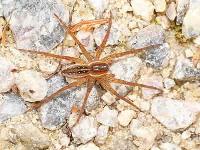 Sixspotted fishing spider