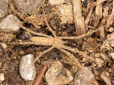 Slender nursery web spider