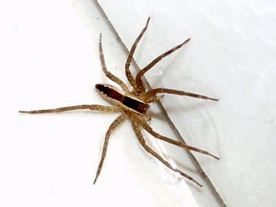 Straight-banded nursery web spider