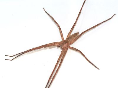Nursery web spider