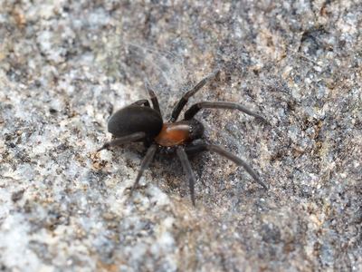 Titanoeca americana