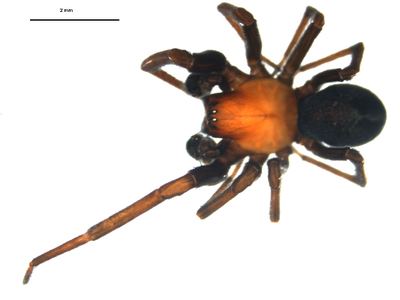 Titanoeca nivalis