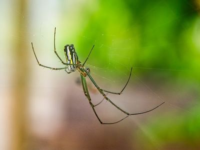Greater leucauge
