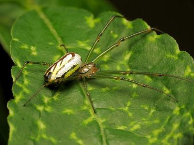 Orchard orbweaver