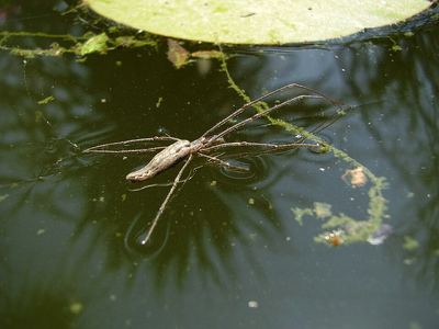 Long-jawed orb weaver