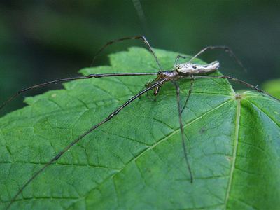 Elongate stilt spider
