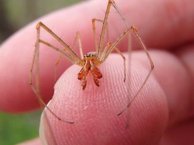 Versicolor long-jawed orbweaver