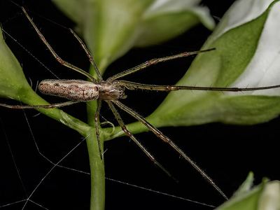 Common stretch spider