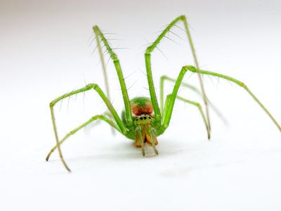 Green long-jawed orbweaver