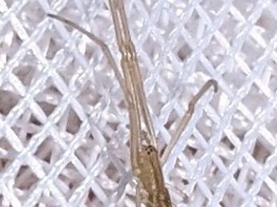Tetragnatha caudata