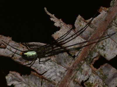 Tetragnatha hawaiensis