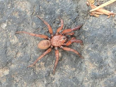 Antrodiaetus pugnax
