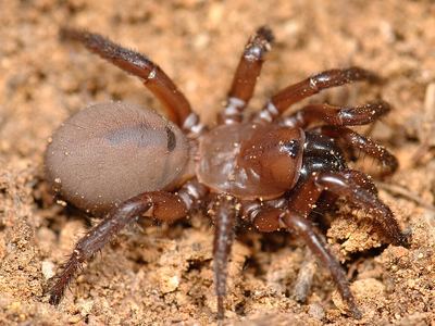 Antrodiaetus unicolor