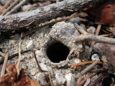 Related species: Aliatypus janus