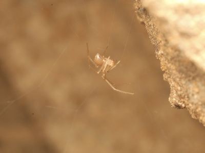 Nesticus barri