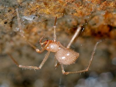 Cave cobweb spider