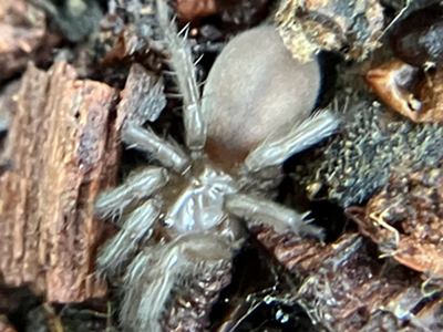 Euagrus chisoseus