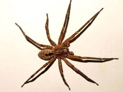 Zoropsid spider
