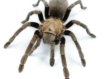 Texas black spot tarantula