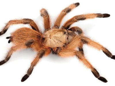 Rio Grande gold tarantula