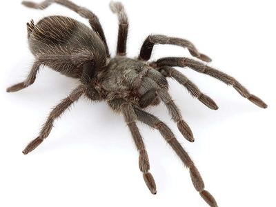 Mojave dwarf tarantula