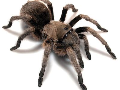 Chiricahuan gray tarantula