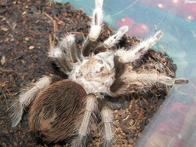 Desert blond tarantula
