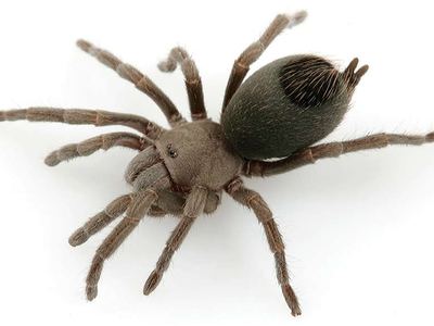 Paloma dwarf tarantula