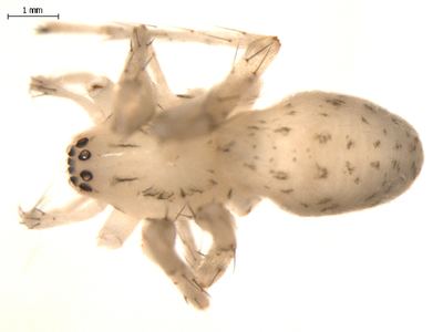 Long-legged ghost spider