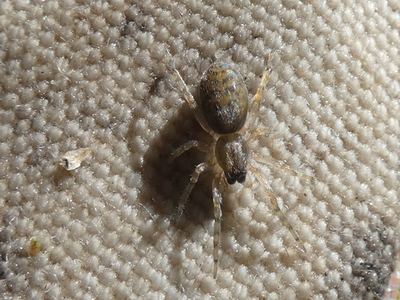 Lupettiana mordax