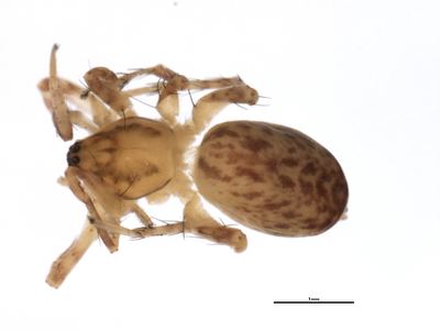 Anyphaena pacifica