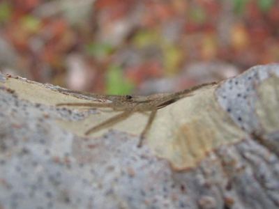 Selenops submaculosus