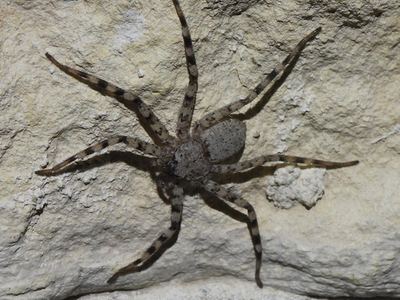 Selenops actophilus