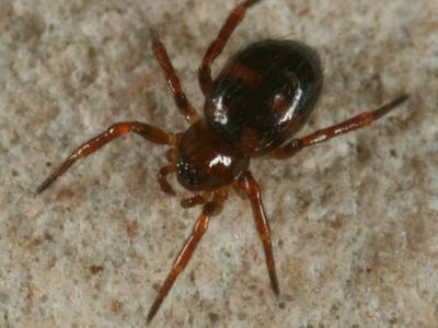 Euryopis mulaiki