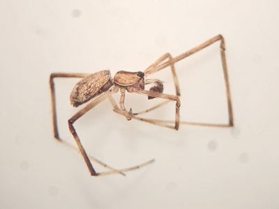 Episinus amoenus